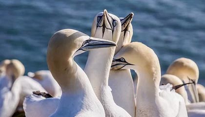 小岛秀夫客串出演《疯狂动物城2》