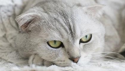 小岛秀夫客串出演《疯狂动物城2》