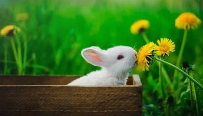 小岛秀夫客串出演《疯狂动物城2》